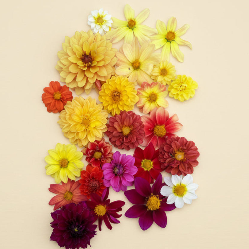 DAHLIA SEEDS