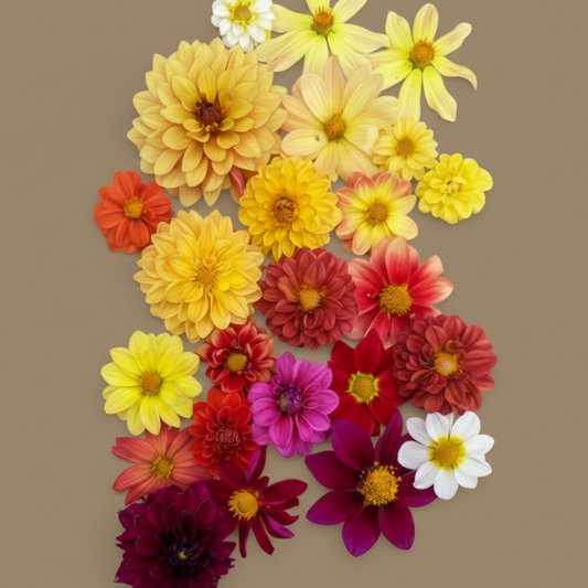 DAHLIA SEEDS