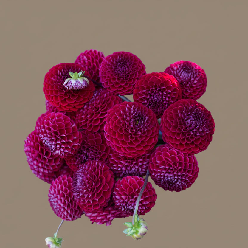 Ivanetti dahlia tuber