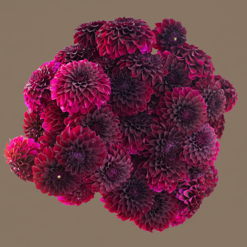 Shadow Cat dahlia tuber