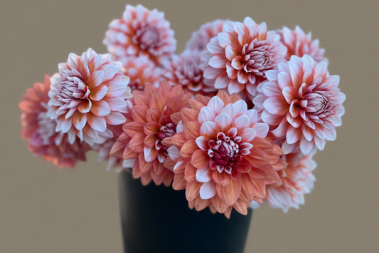 Ala mode dahlia tuber