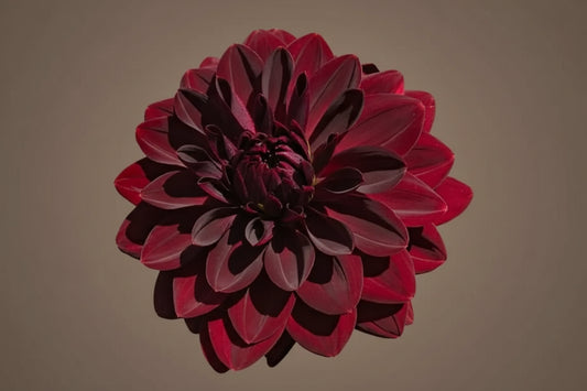 Arabian nights dahlia tuber