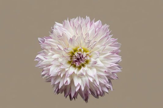Crazy love dahlia tuber