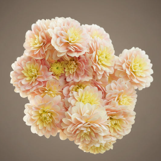 Day Dream dahlia tuber