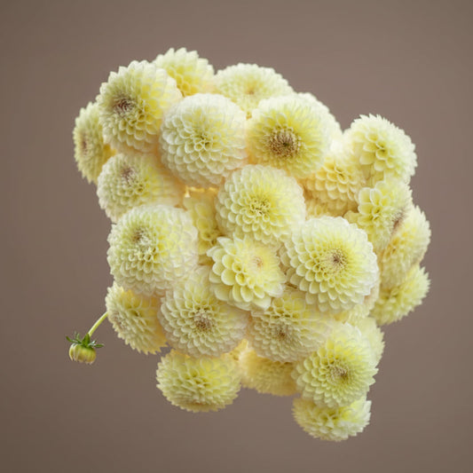 Winholme diane dahlia tuber