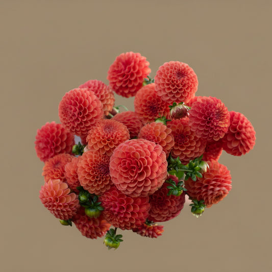 Valley Rust bucket dahlia tuber