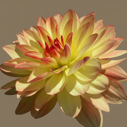 Keith H dahlia tuber