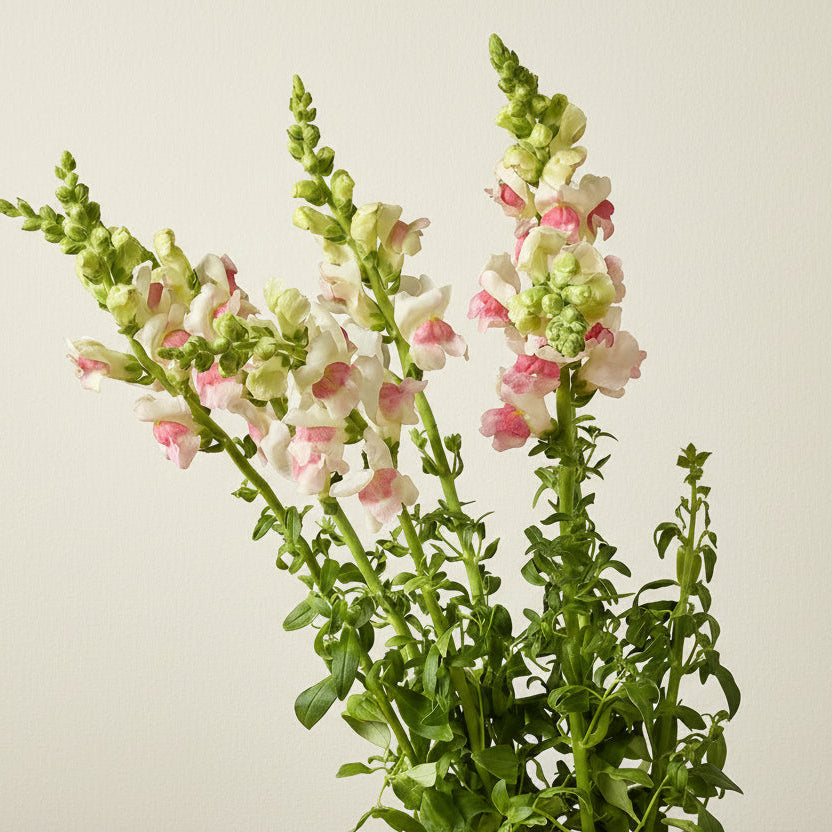 Snapdragon Apple Blossom F1 SEEDS