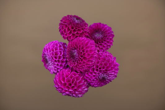 Barbarry apache dahlia tuber