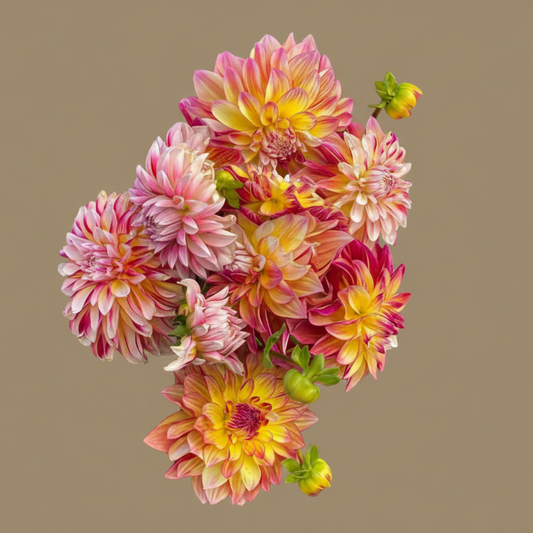 Caribbean fantasy dahlia tuber