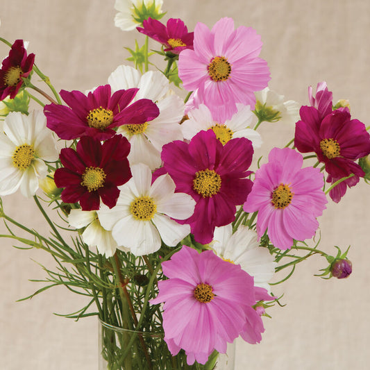 Cosmos mixed SEEDS