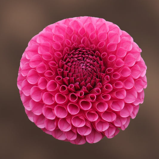 Tahoma April dahlia tuber