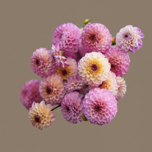 Wine Eyed Jill dahlia tuber